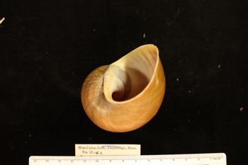 Media type: image; Malacology 91162